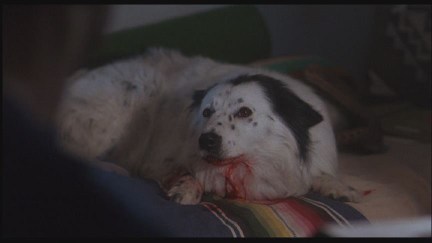 A Nightmare on Elm Street 4: The Dream Master DVD Image Vault Gallery